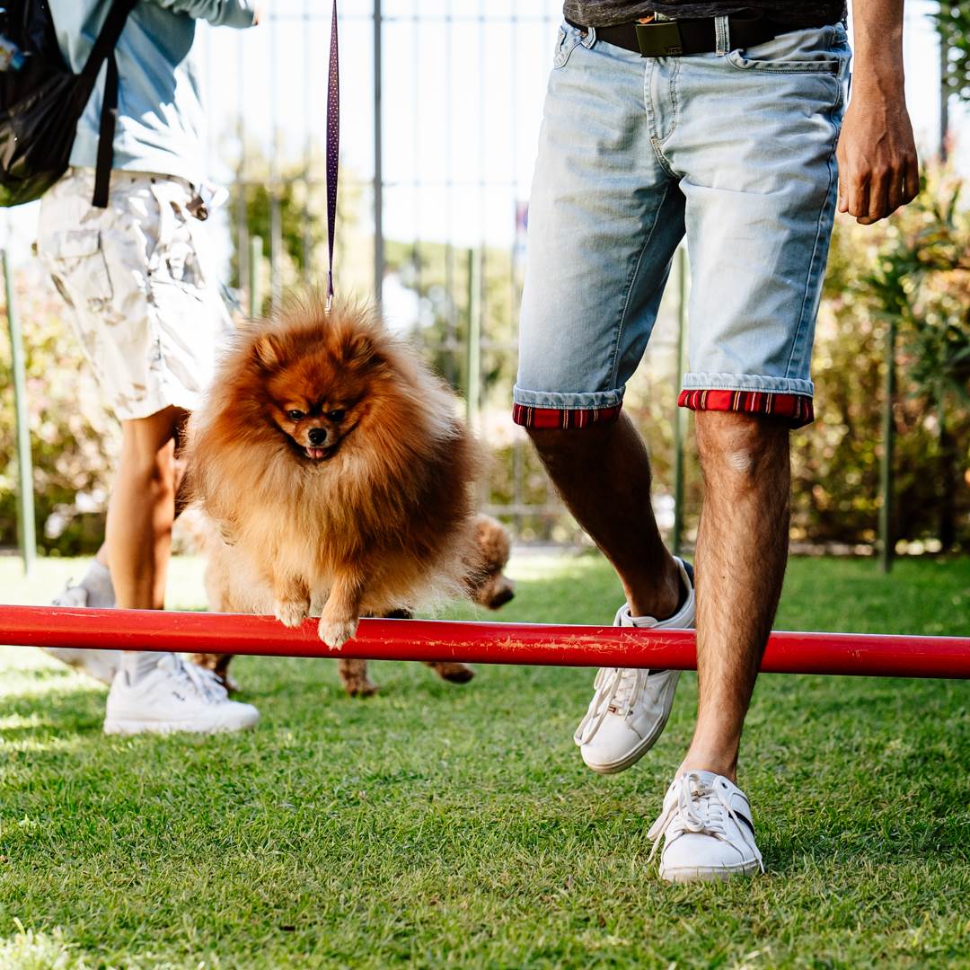 DOG AREA