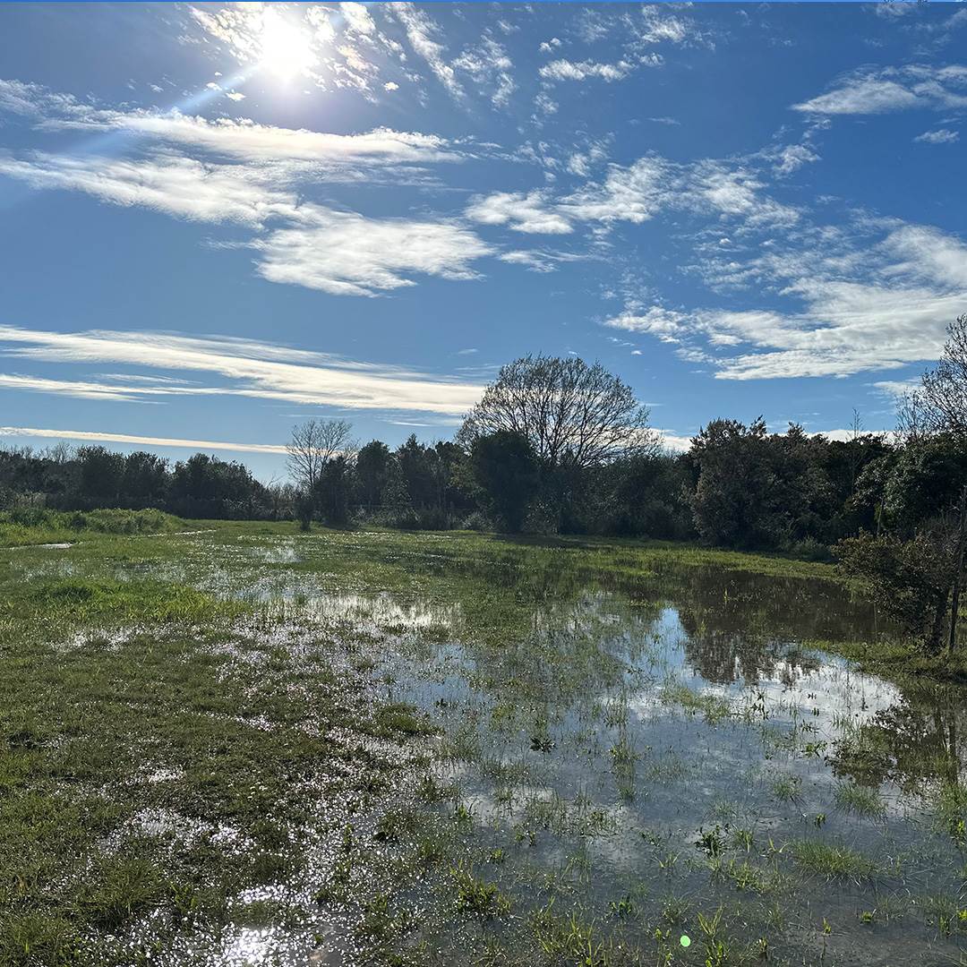 oasi | pond and wetland