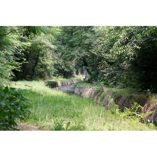 IL BOSCO MEDITERRANEO